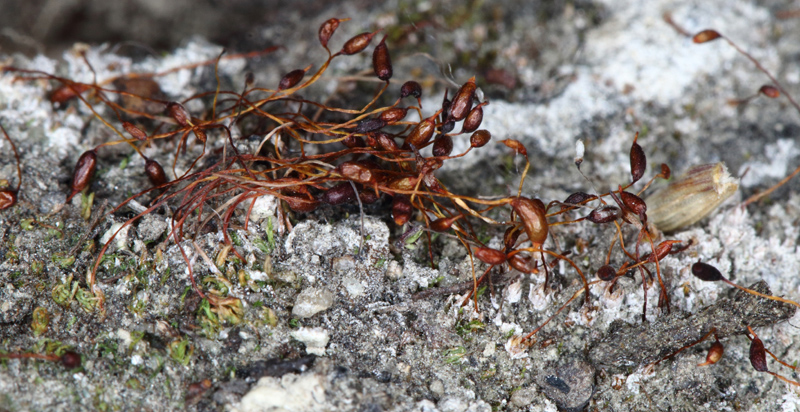 Tortula laureri
